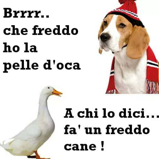 Immagine divertente sul freddo