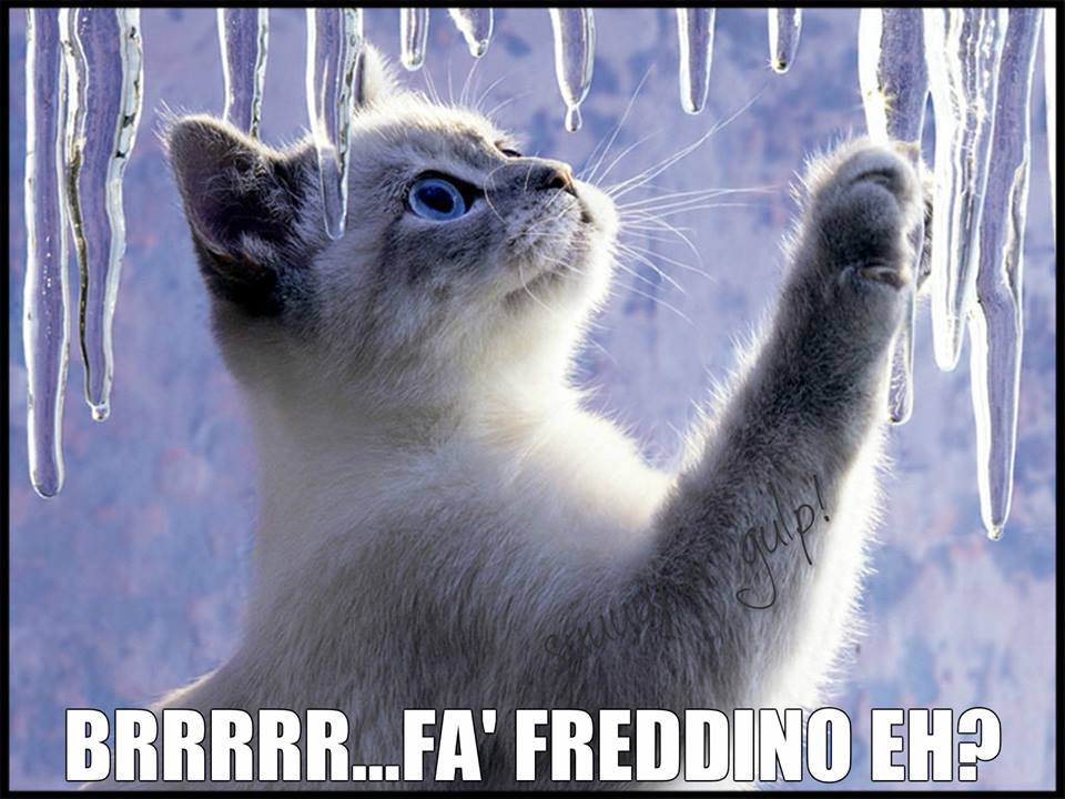 BRRR FA FREDDINO EH?