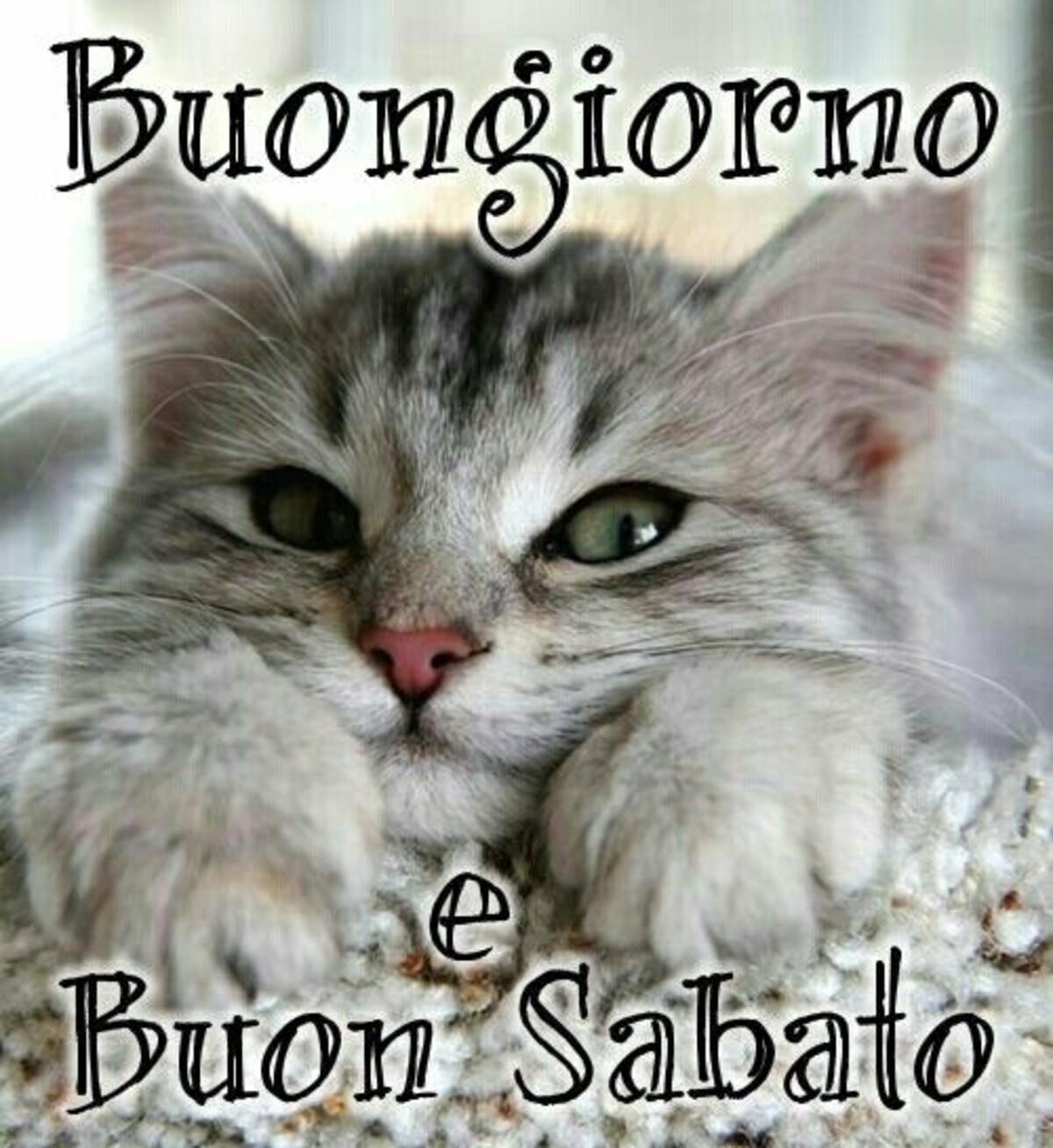 "Buongiorno e Buon Sabato" - immagini con gli animali