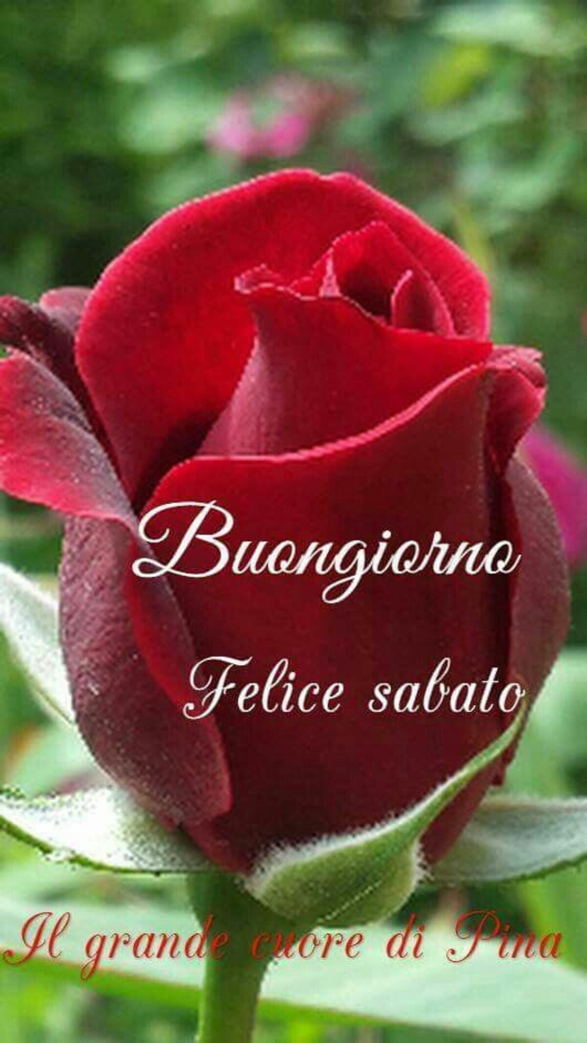 Buongiorno Felice Sabato