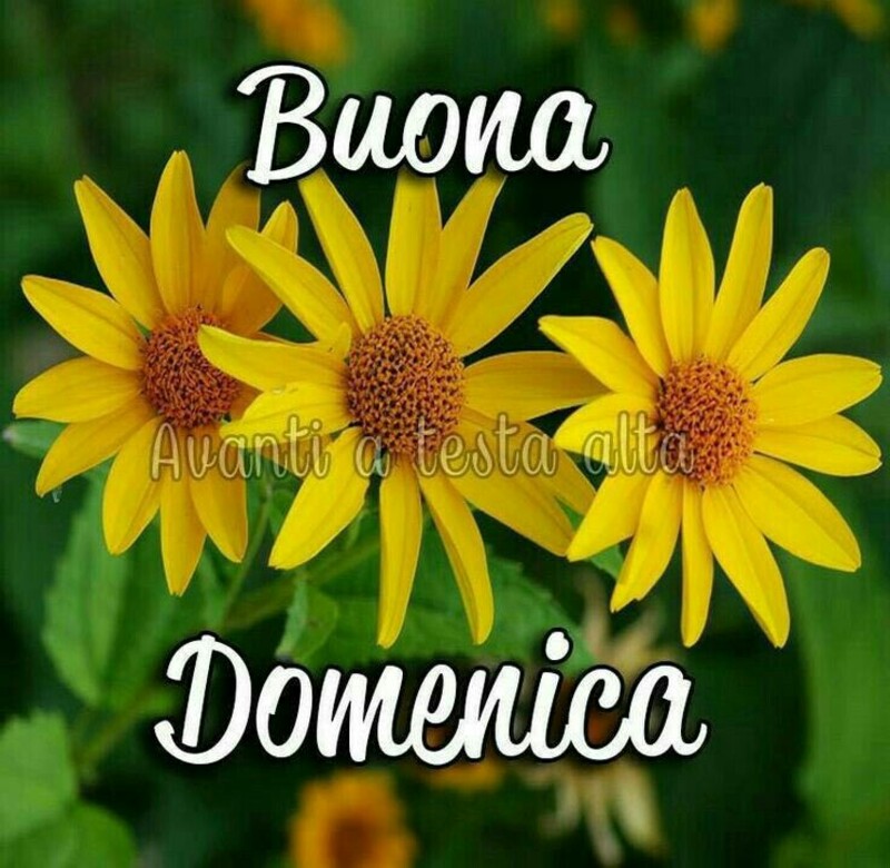 Buona Domenica