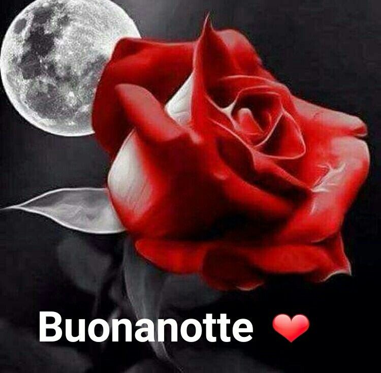 Buonanotte con una rosa rossa