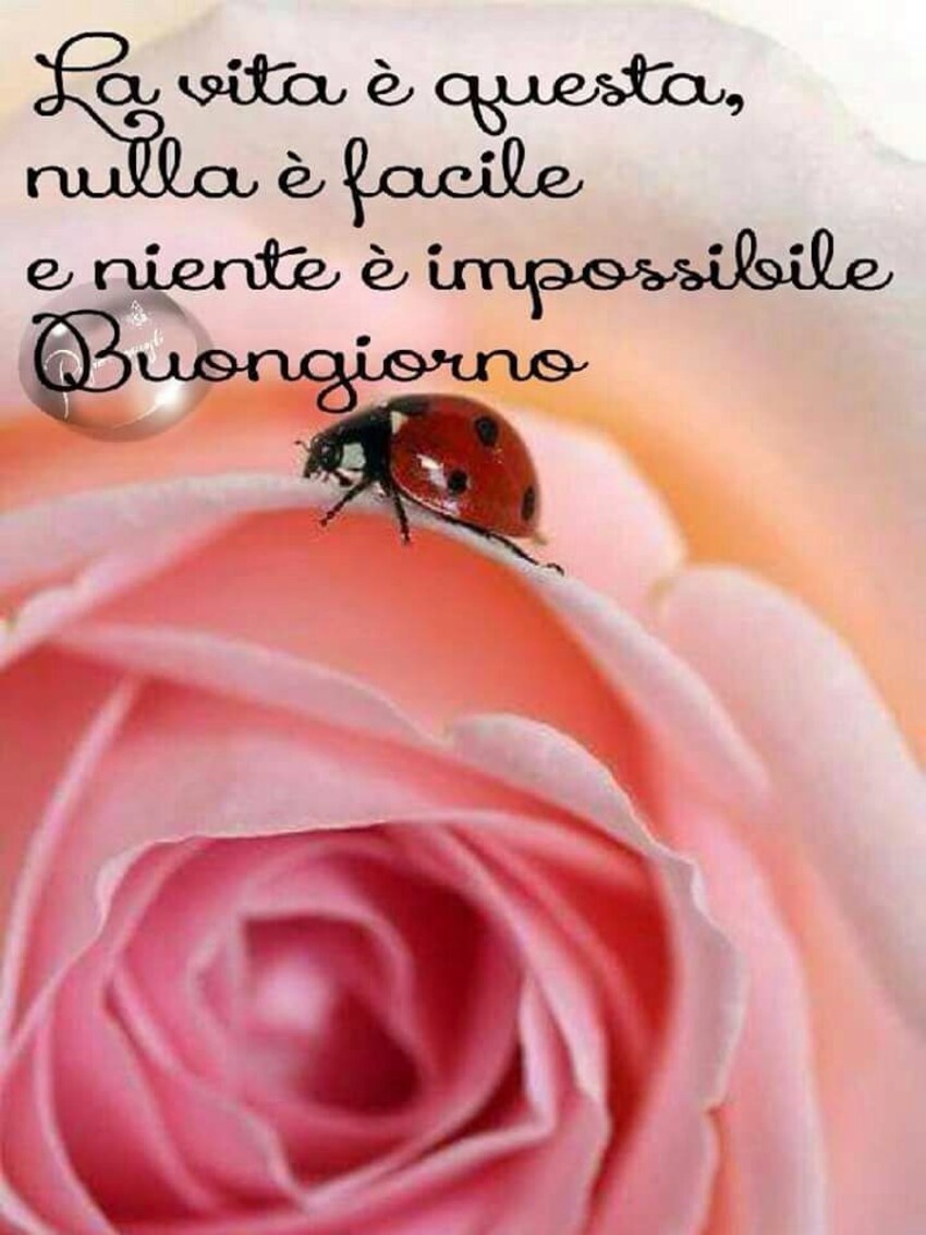 "La vita è questa: nulla è facile e niente è impossibile. Buongiorno"