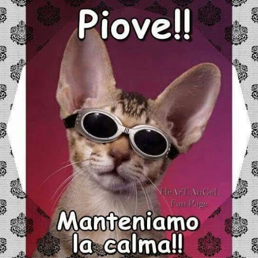 "Piove!! Manteniamo la calma!!" - immagini divertenti