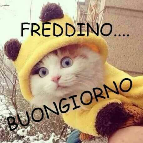 FREDDINO.... BUONGIORNO - immagini divertenti