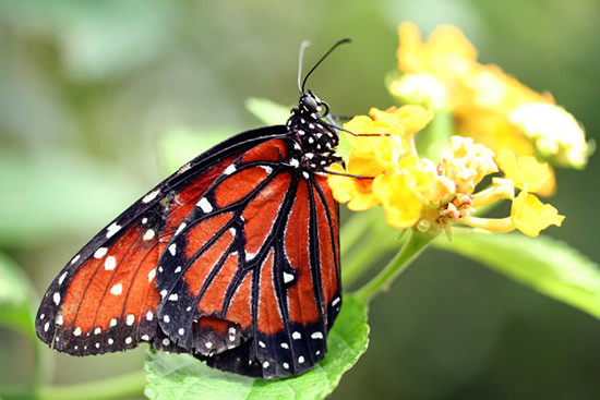 Una farfalla che si posa su un fiore