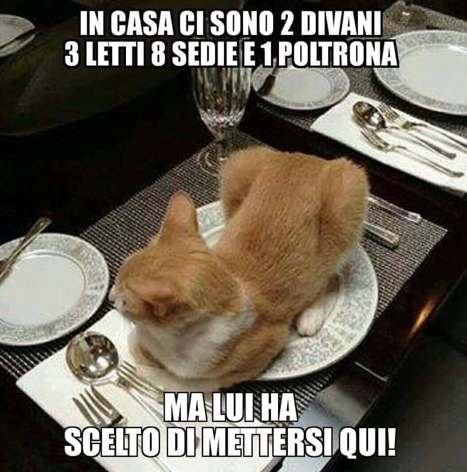 "In casa ci sono 2 divani, 3 letti, 8 sedie e 1 poltrona... ma lui ha deciso di mettersi qui!" immagini divertenti coi gatti