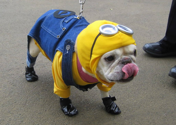 Cane buffo vestito da Minions