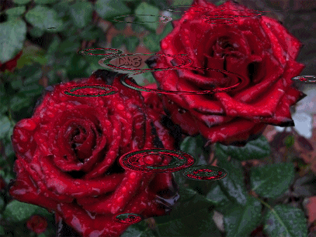 Rose belle - GIF animata