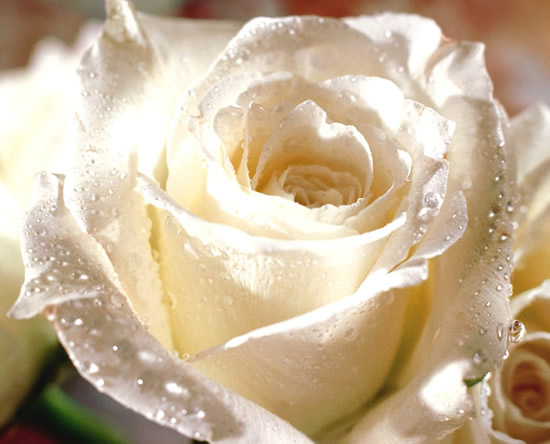 Una rosa bianca