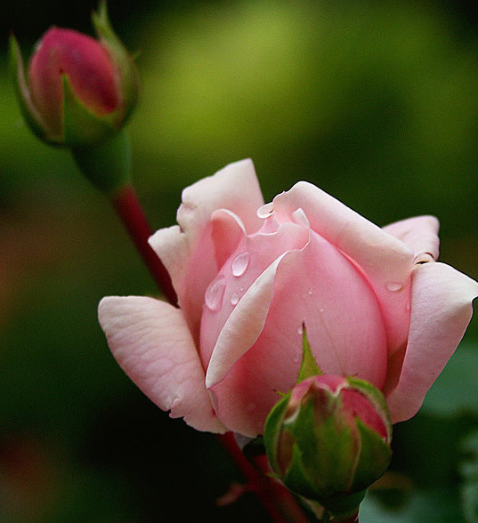 Una rosa di colore rosa