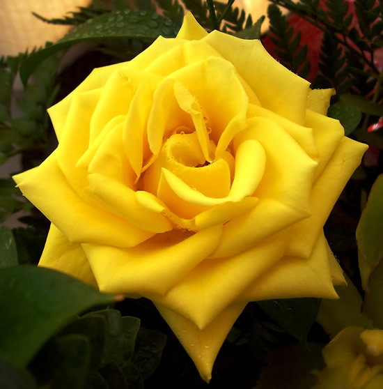 Una rosa gialla