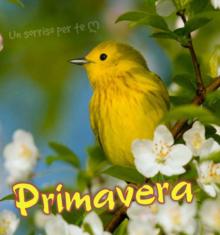 "Primavera"