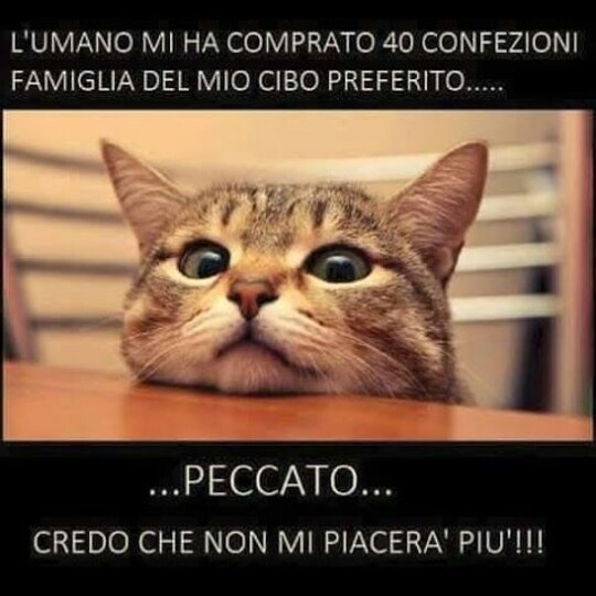 "L'umano mi ha comprato 40 confezioni famiglia del mio cibo preferito... PECCATO... credo che non mi piacerà più !!!"