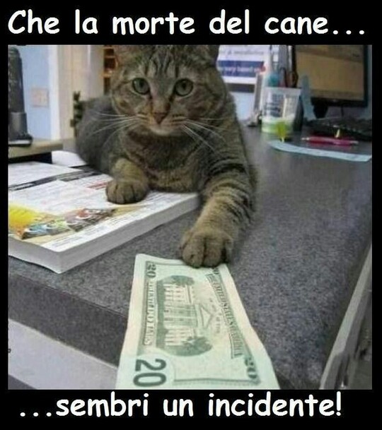 Immagini divertenti con i gatti - "...sembri un incidente!"