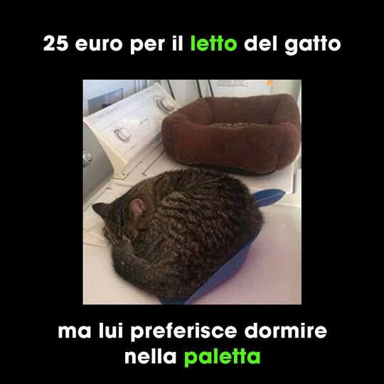 Immagini da ridere con i gatti - "25 Euro per il letto del gatto. Ma lui preferisce dormire nella paletta."