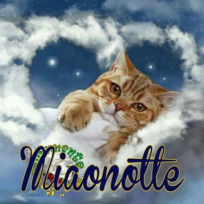 "Miaonotte" - bellissime immagini da condividere