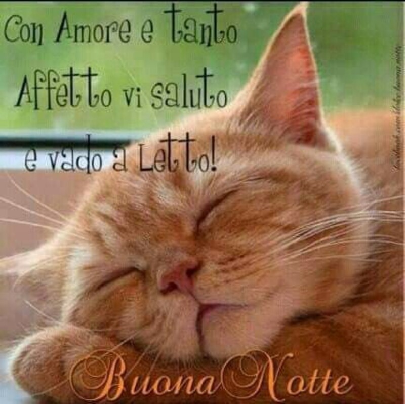 "Con amore e tanto affetto vi saluto e vado a letto!"- Buonanotte con i gatti