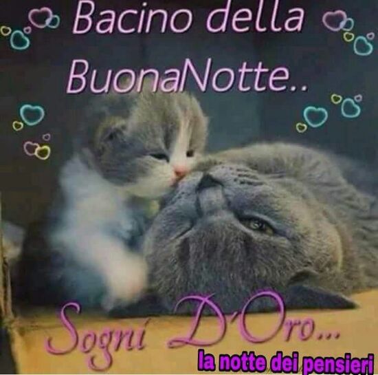 "Bacino della Buona Notte... Sogni d'Oro..."