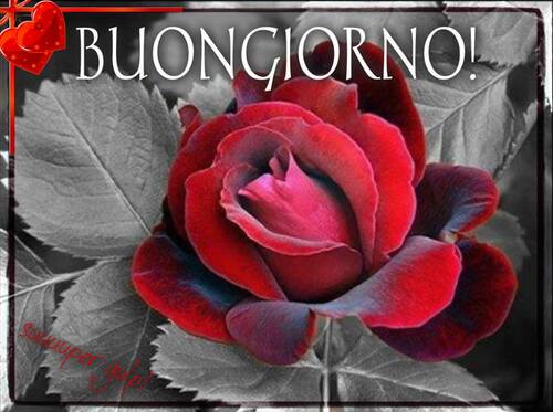 Buona Giornata con una rosa rossa