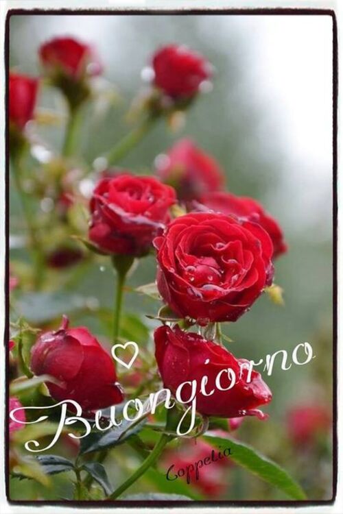 Immagini del Buongiorno con le rose rosse