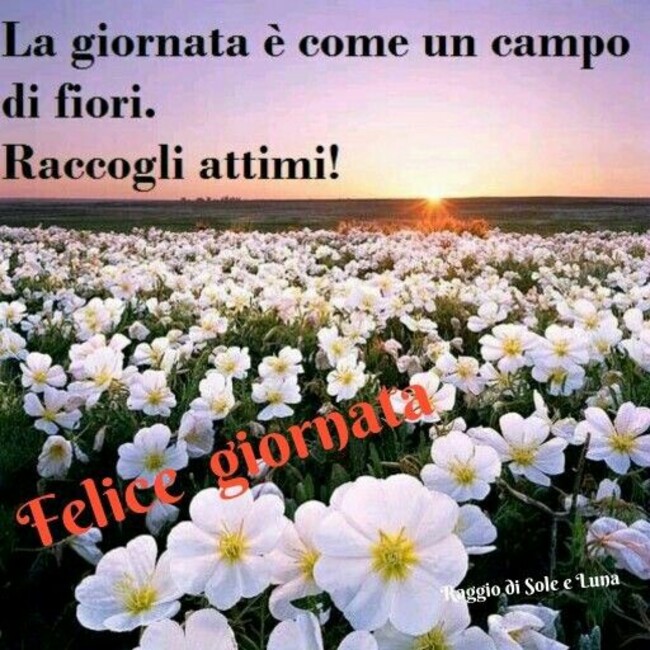 "La giornata è come un campo di fiori! Raccogli attimi! Felice Giornata" - Raggio di Sole e Luna