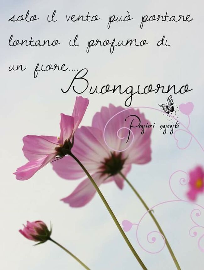 Frasi di Buongiorno - "Solo il vento può portare lontano il profumo di un fiore... Buongiorno"