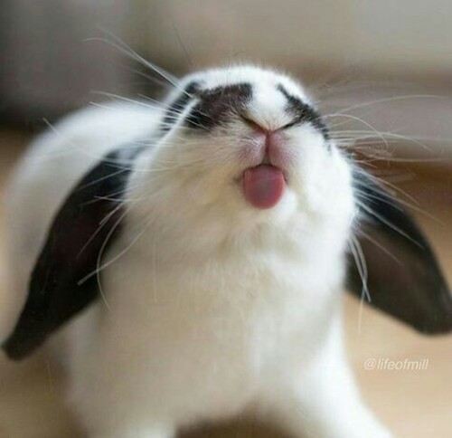 Foto bella di un coniglietto buffo