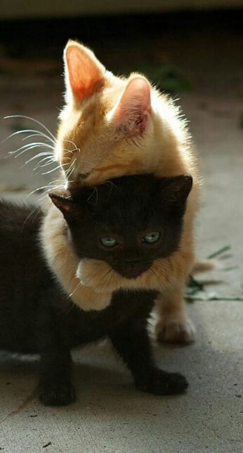 Due gatti che si abbracciano - Bellissime immagini