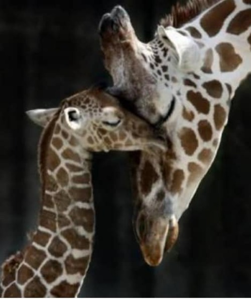 Mamma giraffa e il suo piccolo - immagini commoventi
