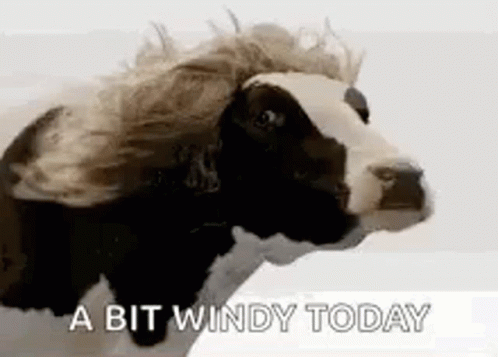 "A bit windy today!" - Un pò ventoso oggi eh ?!