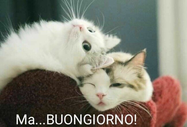 Buongiorno Con Gli Animali 10 Immagini E Link Bgiorno It