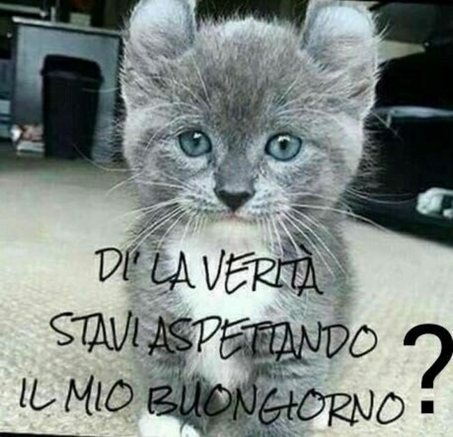 Buongiorno Con Gli Animali 10 Immagini E Link Bgiorno It