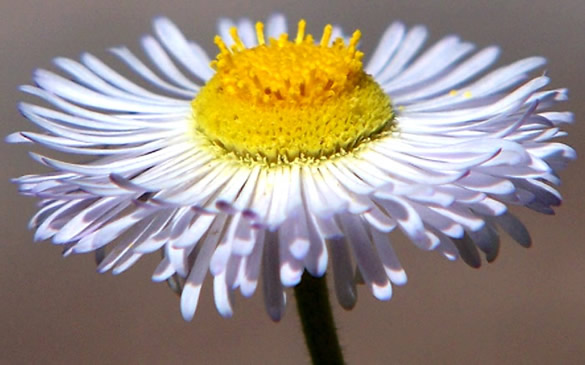 Macro di una margherita - Fiori bellissimi