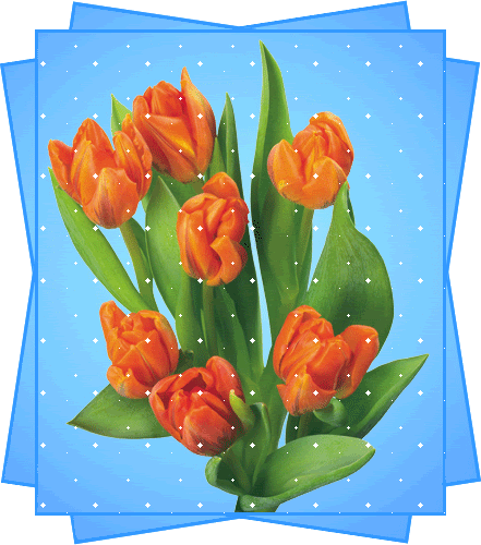 Dei tulipani color arancione - GIF belle
