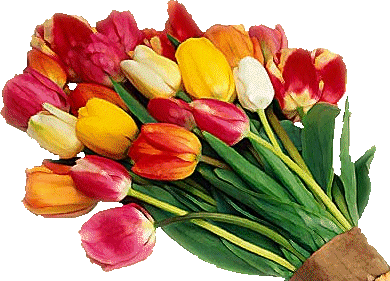 Un mazzo di tulipani di vari colori - Fiori bellissimi