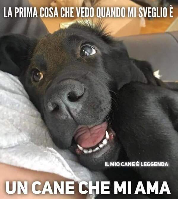 "La prima cosa che vedo quando mi sveglio è: un cane che mia ama" - Frasi belle sui cani