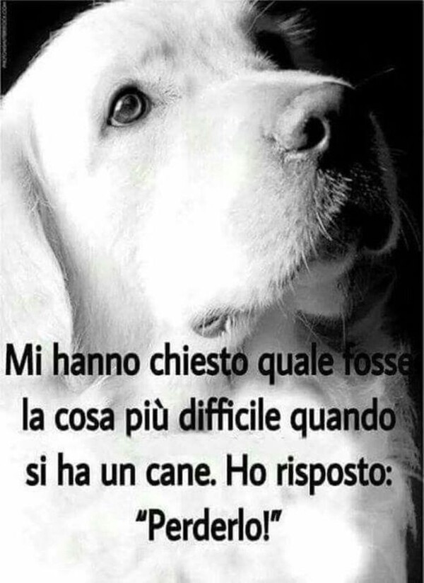 "Mi hanno chiesto qual'è la cosa più difficile quando si ha un cane. Ho risposto: Perderlo!"