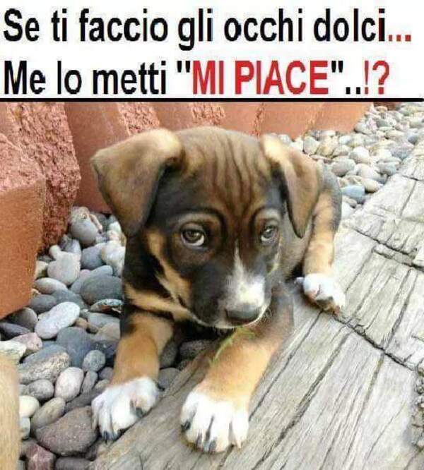 "Se ti faccio gli occhi dolci... Me lo metti MI PIACE?"