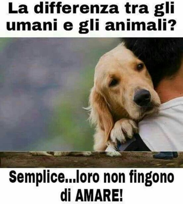 "La differenza tra gli umani e gli animali? Semplice... loro non fingono di amare!" - immagini belle sui cani