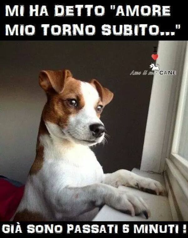 10 Frasi Belle Sui Cani A Formato Immagine Bgiorno It