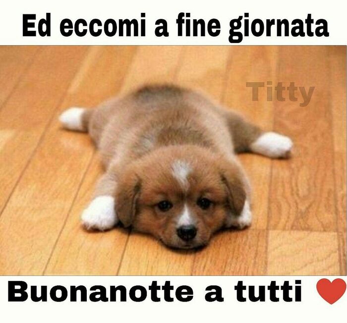 "Ed eccomi a fine giornata, Buonanotte a tutti" - cucciolo di cane