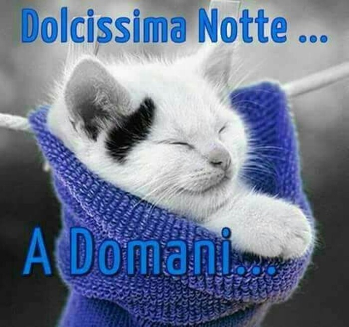 "Dolcissima Notte... a Domani..." - con un gattino