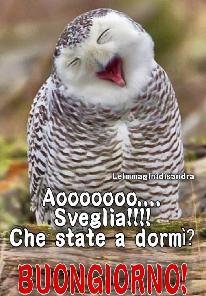 immagini da ridere del buongiorno